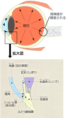 義眼 コレクション カメラ 神経